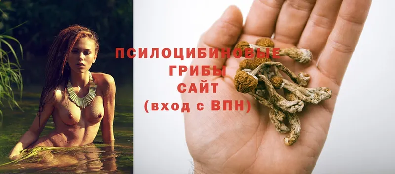 KRAKEN как войти  Билибино  Галлюциногенные грибы Magic Shrooms 